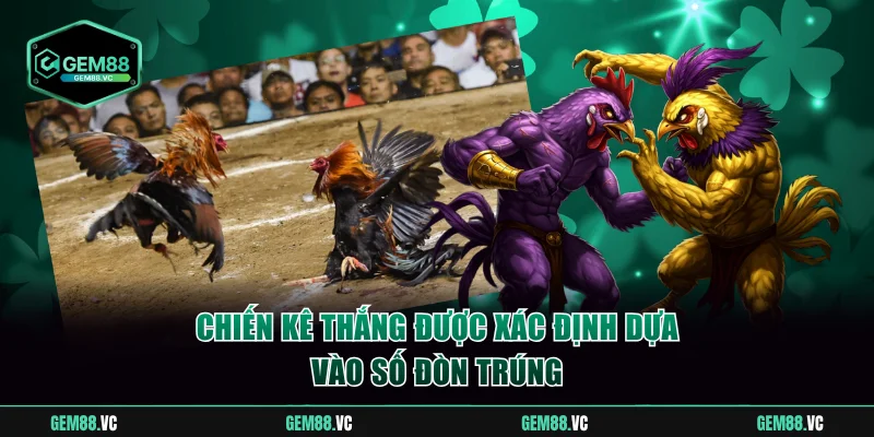 Chiến kê thắng được xác định dựa vào số đòn trúng